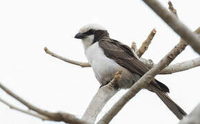 Southern White-crowned Shrike