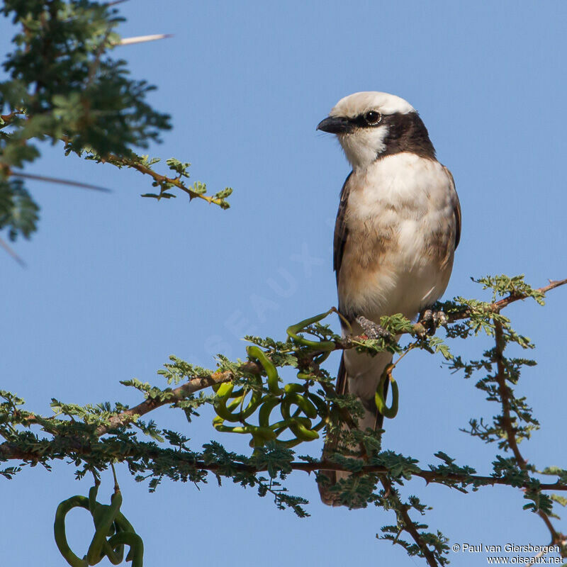 Northern White-crowned Shrike