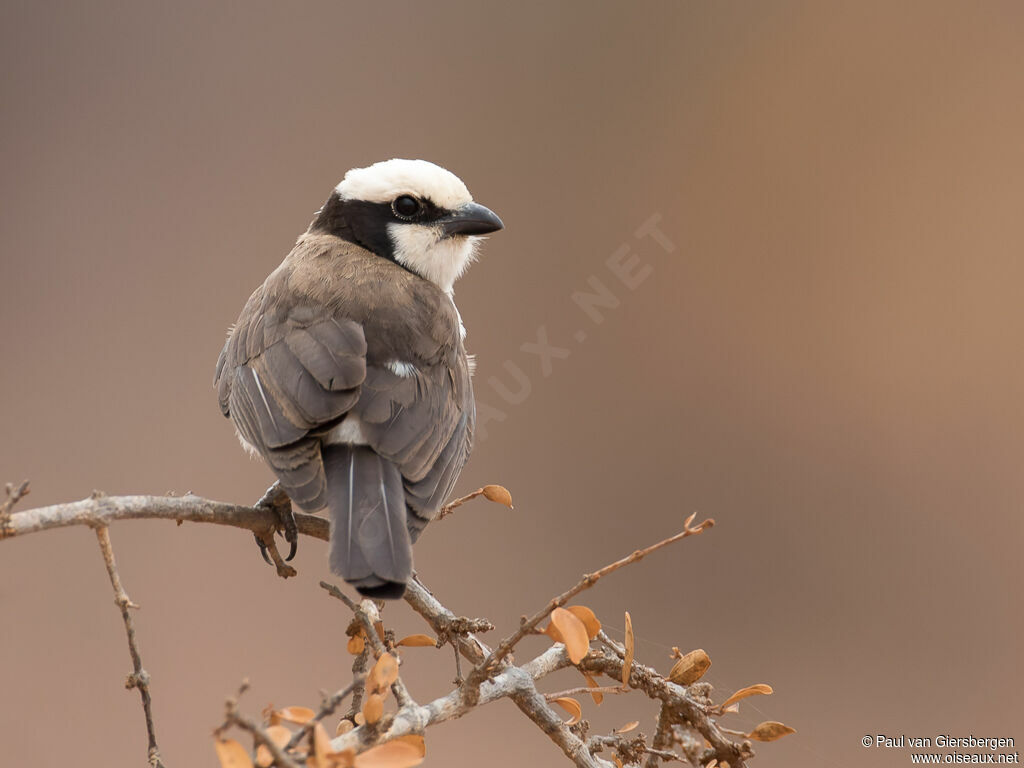 Northern White-crowned Shrikeadult