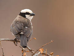 Northern White-crowned Shrike