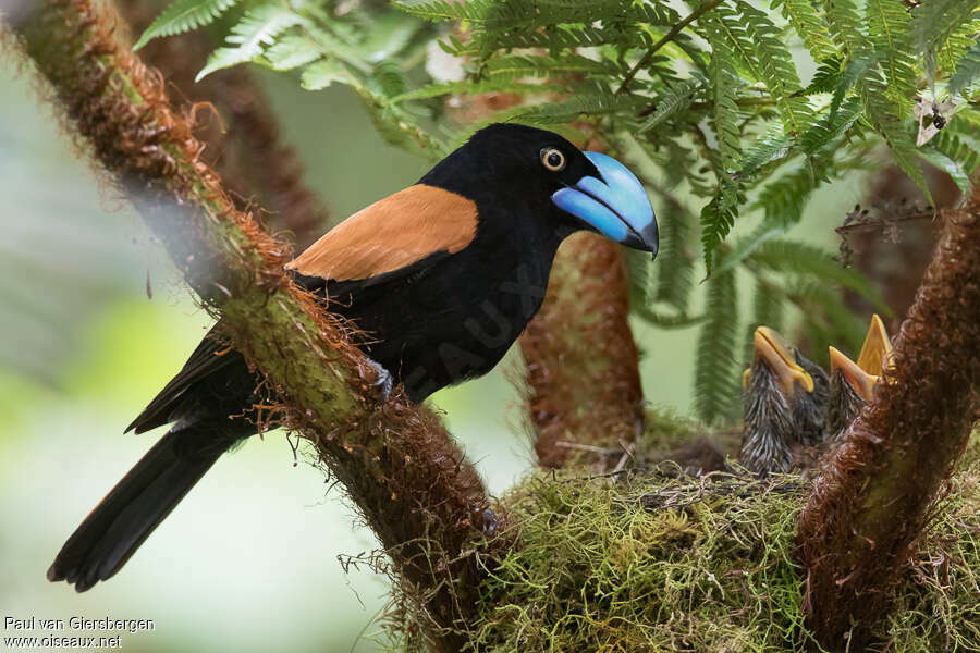 Helmet Vanga, Reproduction-nesting