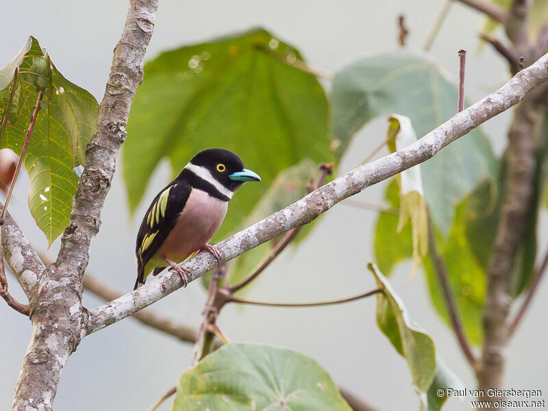 Black-and-yellow Broadbill