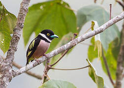 Black-and-yellow Broadbill