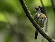 Rufous-sided Broadbill