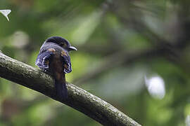 Grey-lored Broadbill