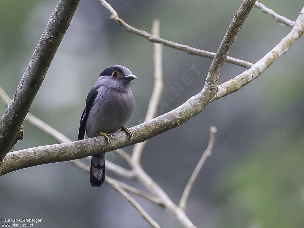 Grey-lored Broadbilladult