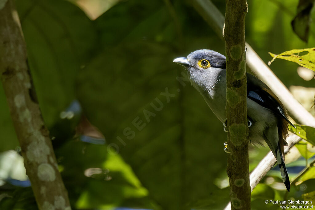 Eurylaime à sourcils grisadulte