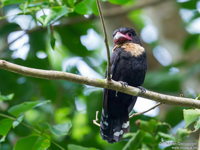 Dusky Broadbilladult
