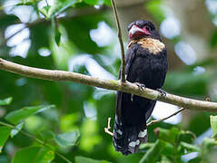 Dusky Broadbill