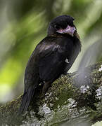 Dusky Broadbill