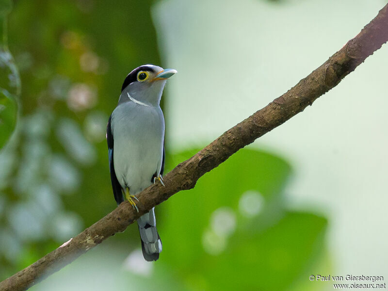 Silver-breasted Broadbill