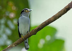 Silver-breasted Broadbill