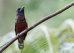 Banded Broadbill