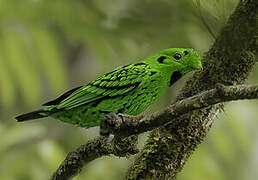 Whitehead's Broadbill