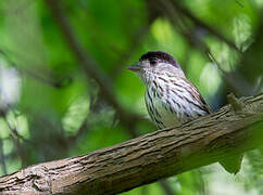 African Broadbill