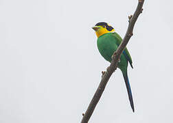 Long-tailed Broadbill