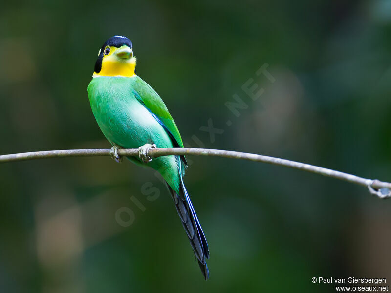 Long-tailed Broadbill