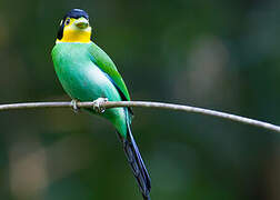 Long-tailed Broadbill