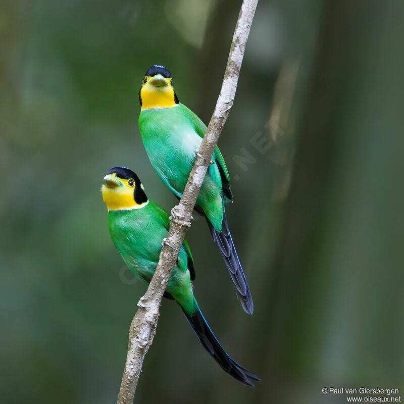 Long-tailed Broadbill