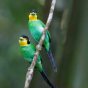 Long-tailed Broadbill