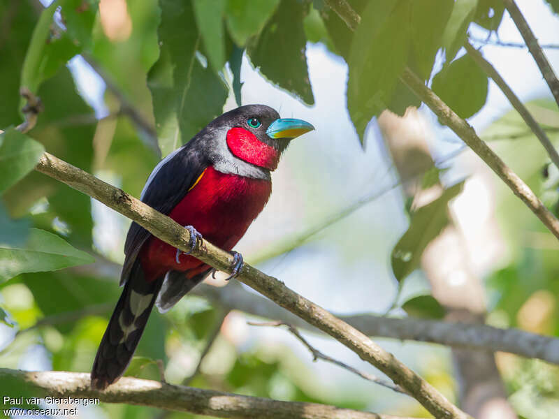 Black-and-red Broadbilladult, close-up portrait