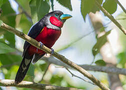 Black-and-red Broadbill