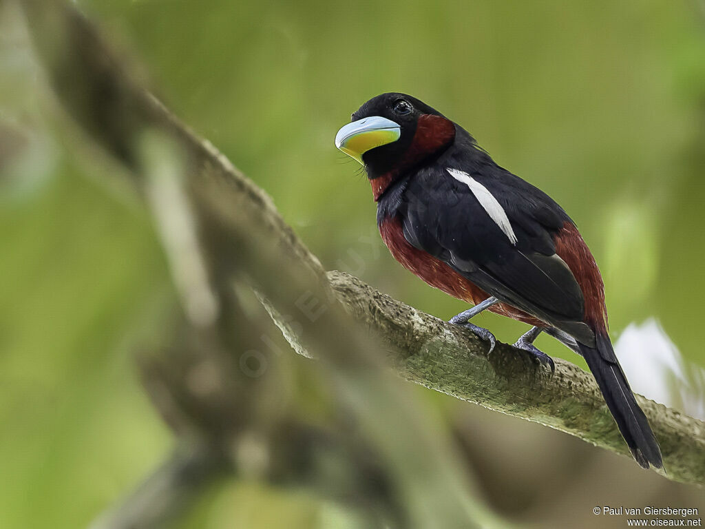 Black-and-red Broadbilladult