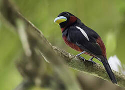 Black-and-red Broadbill