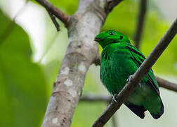 Green Broadbill