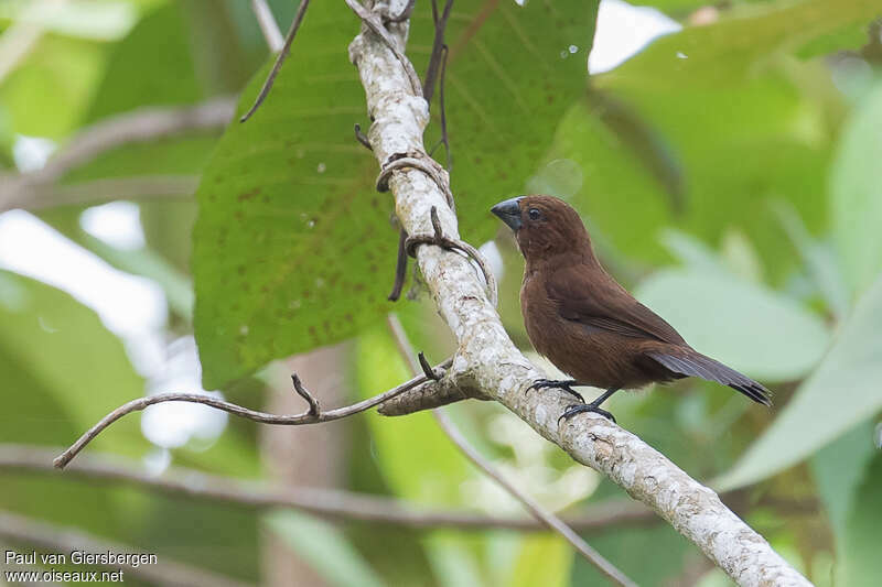 Évêque bleu-noir femelle adulte, identification