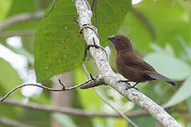 Blue-black Grosbeak