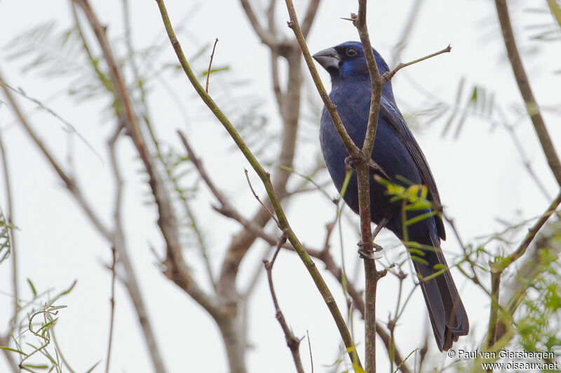 Ultramarine Grosbeak male adult