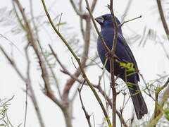 Ultramarine Grosbeak