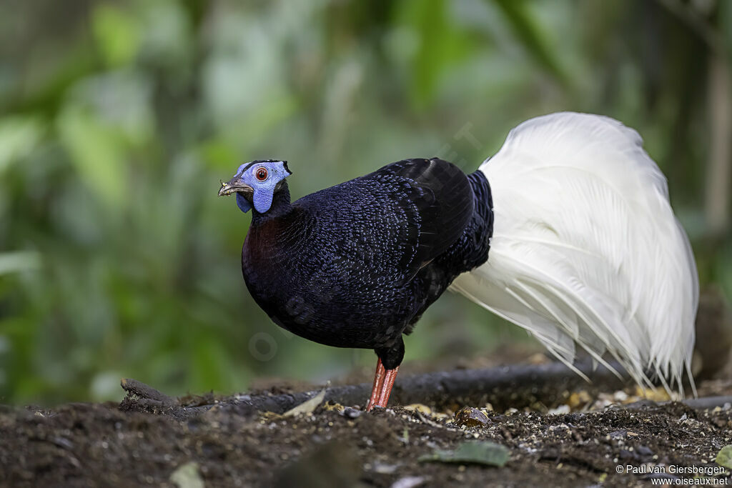 Bulwer's Pheasant male adult