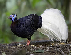 Bulwer's Pheasant