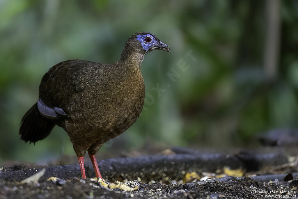 Bulwer's Pheasant female adult