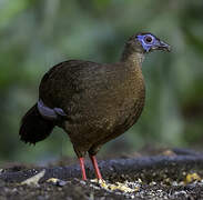 Bulwer's Pheasant