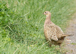 Common Pheasant