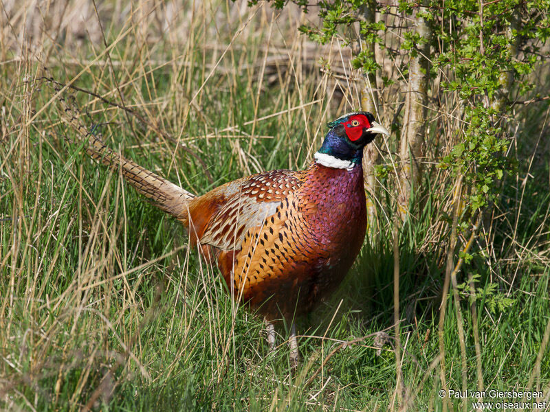 Common Pheasant male adult