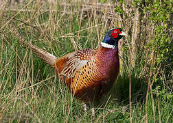 Common Pheasant