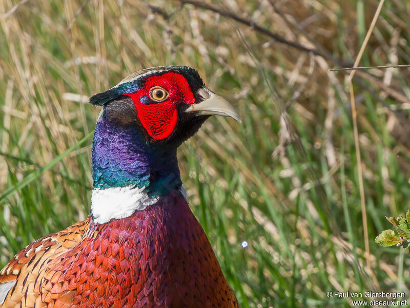 Common Pheasant