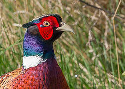 Common Pheasant