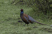 Faisan de Colchide