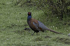 Faisan de Colchide