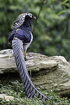 Faisan de Lady Amherst