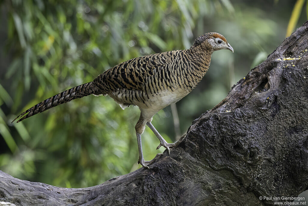 Lady Amherst's Pheasant female adult