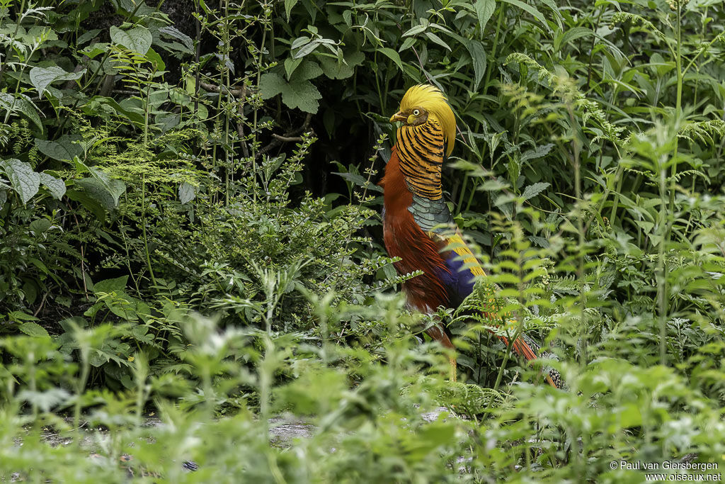 Golden Pheasant male adult