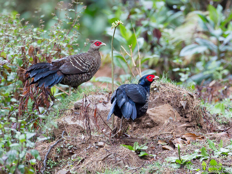 Kalij Pheasant