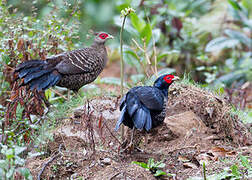 Kalij Pheasant