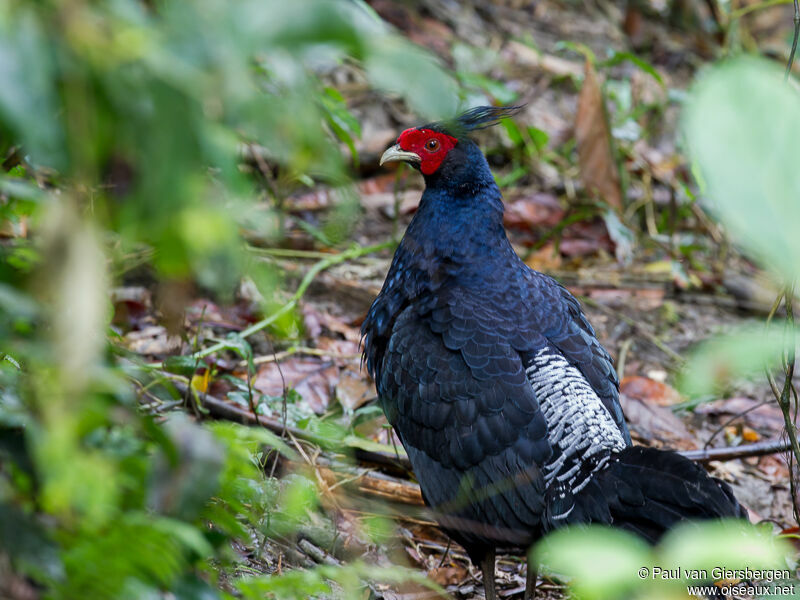 Kalij Pheasant